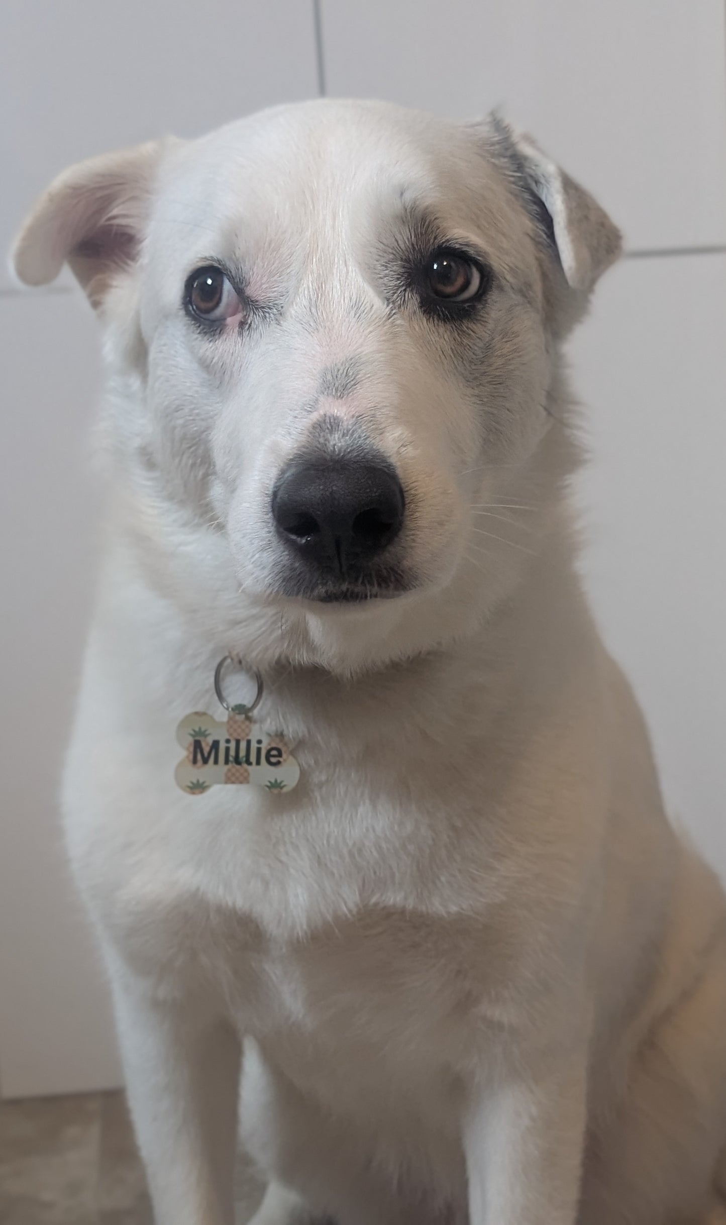 More Than Just a Tag — Personalized QR Pet Tag for Dogs & Cats