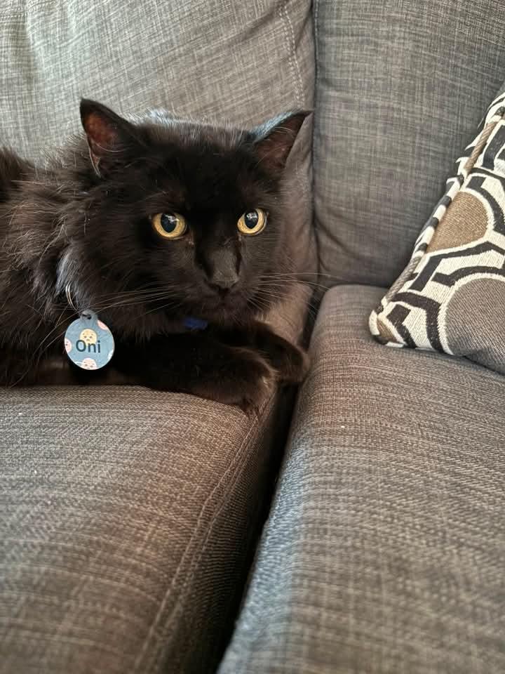 Cat wearing a personalized QR pet ID tag from Guy Makes Tags