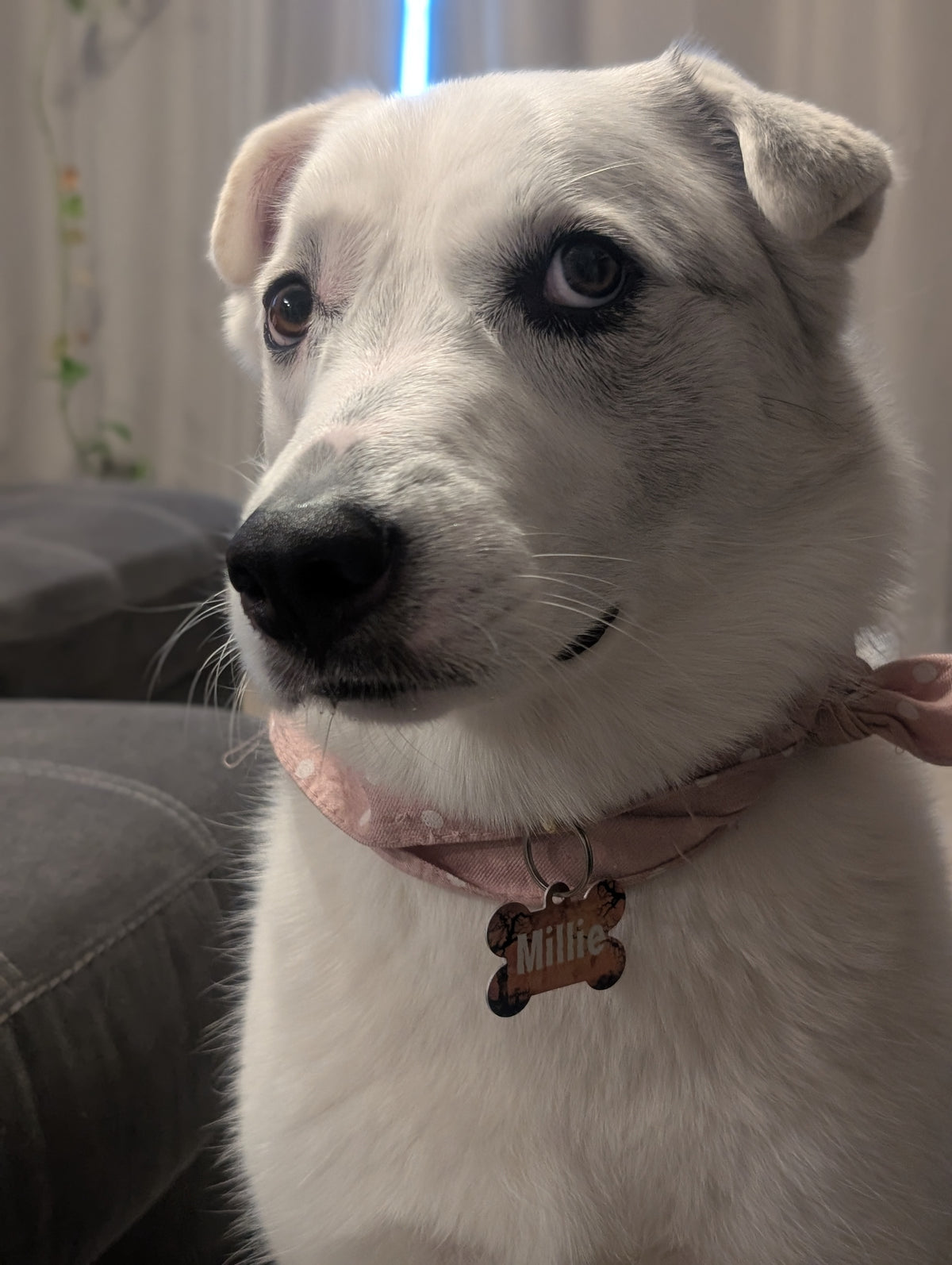 More Than Just A Tag - Halloween Smart QR Pet Tag