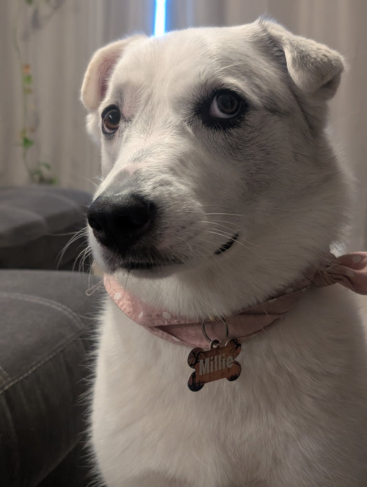More Than Just A Tag - Halloween Smart QR Pet Tag