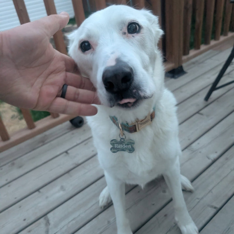 Dog wearing a personalized QR pet ID tag from Guy Makes Tags
