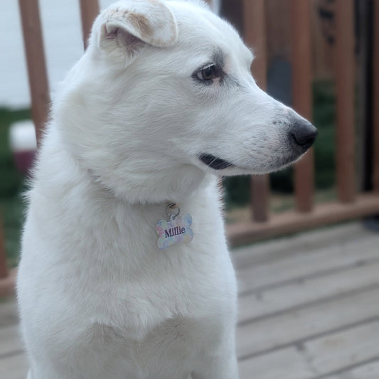 Dog wearing a personalized QR pet ID tag from Guy Makes Tags