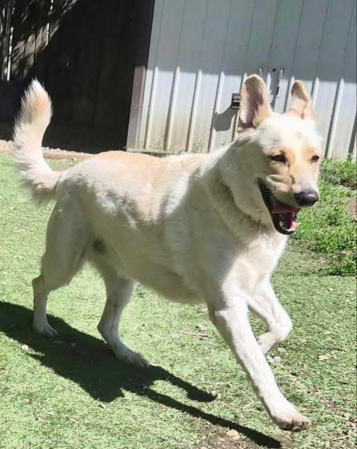 Loki