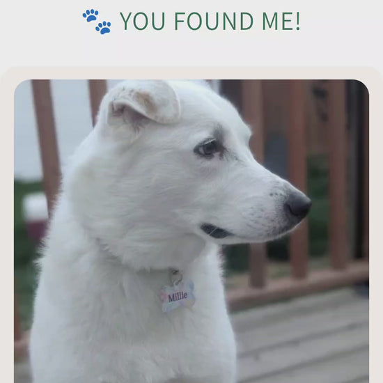 Personalized digital pet profile connected to a Guy Makes Tags Smart QR Pet Tag